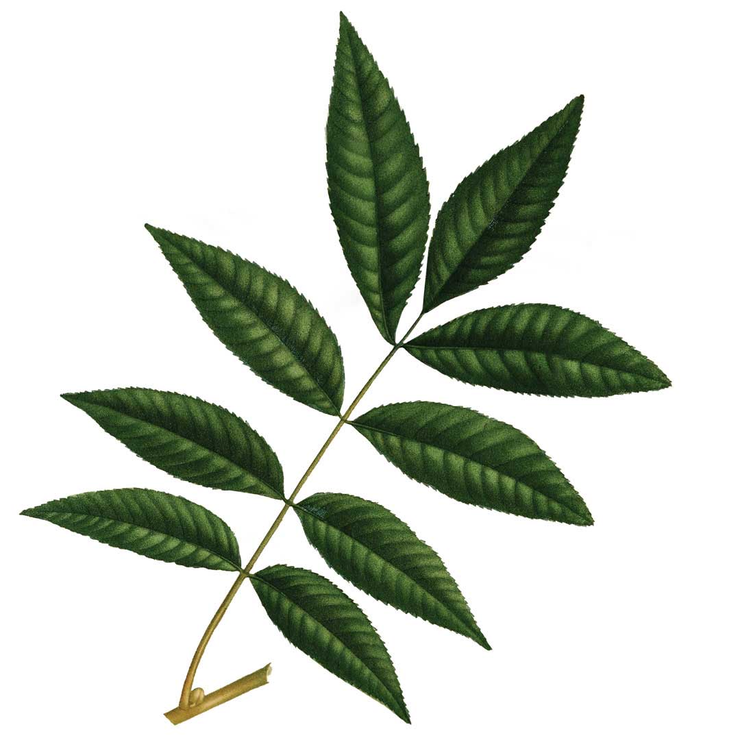 Pecan Tree Leaf