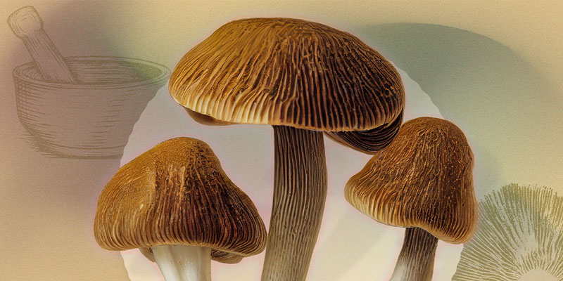 Mushroom image