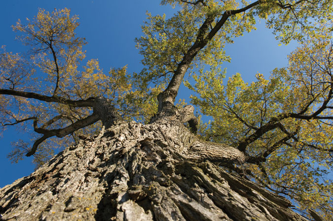 Black walnut