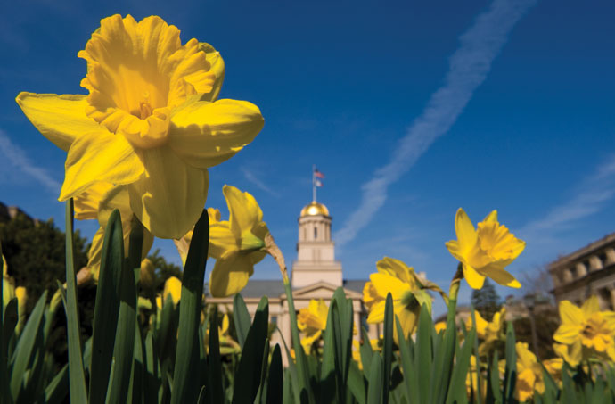 Old capitol with daffodils