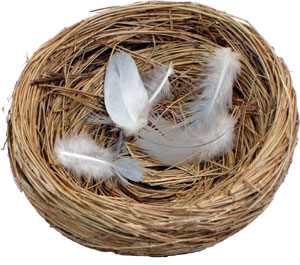 Nest