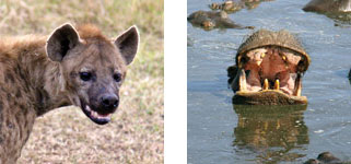 hippo and hyena
