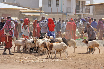 masai goats
