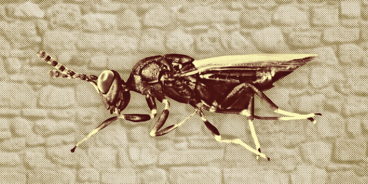 Euderus set wasp