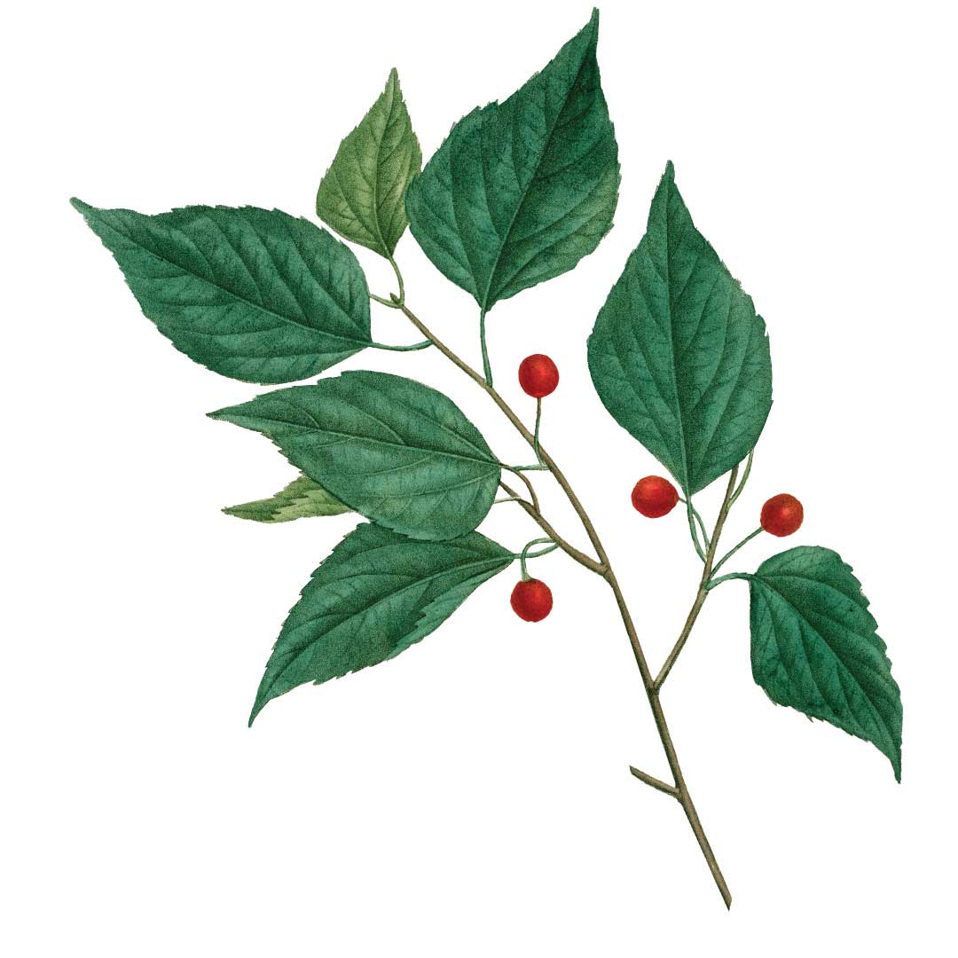 Hackberry Tree Leaf