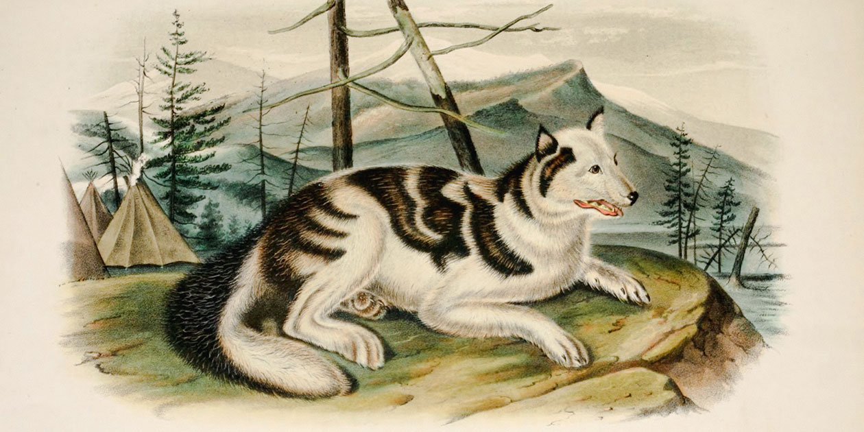 Illustration depicting a dog native to North America