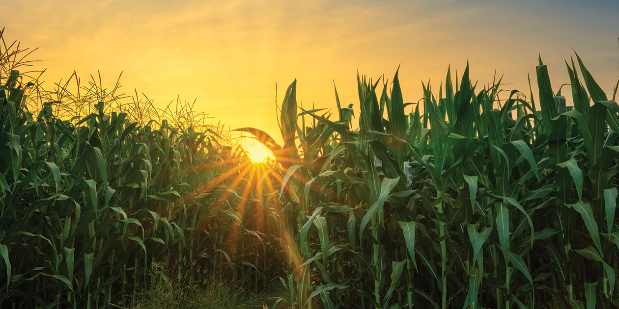 Iowa Cornfield