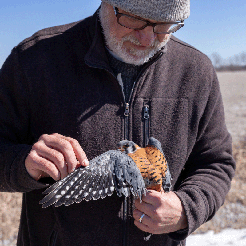 Cooper's Hawk