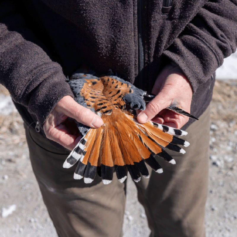 Northern Harrier