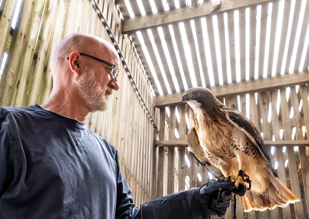 Dave with red-tailed hawk