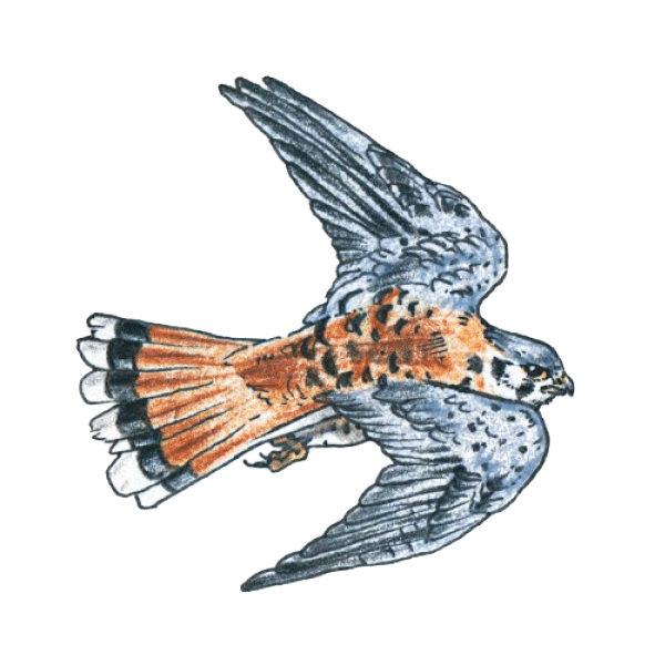 American Kestrel