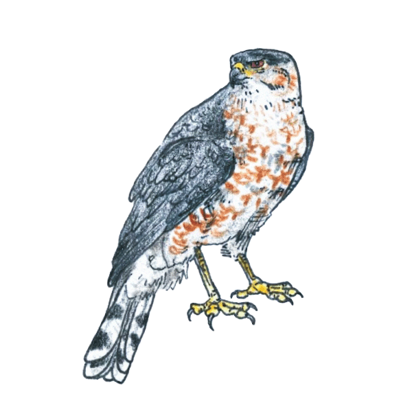 Cooper's Hawk