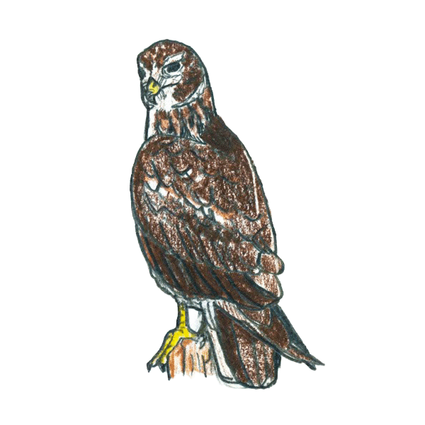 Northern Harrier