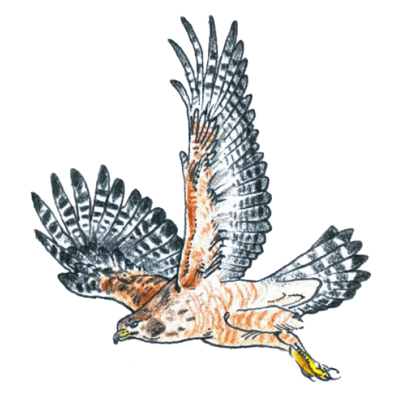 Red-Shouldered Hawk