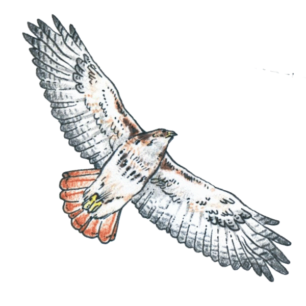Red-Tailed Hawk
