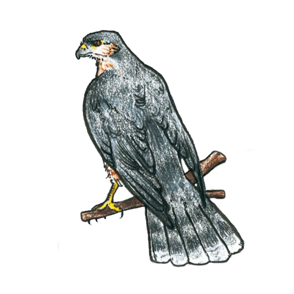 Sharp-Shinned Hawk