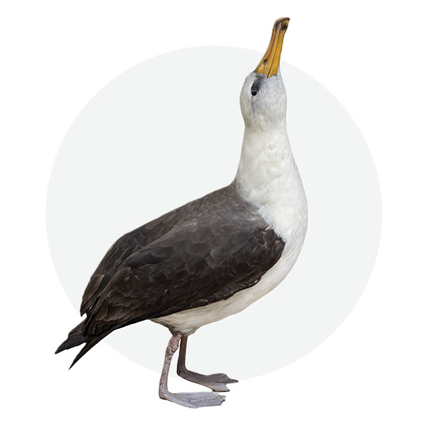 Laysan albatross