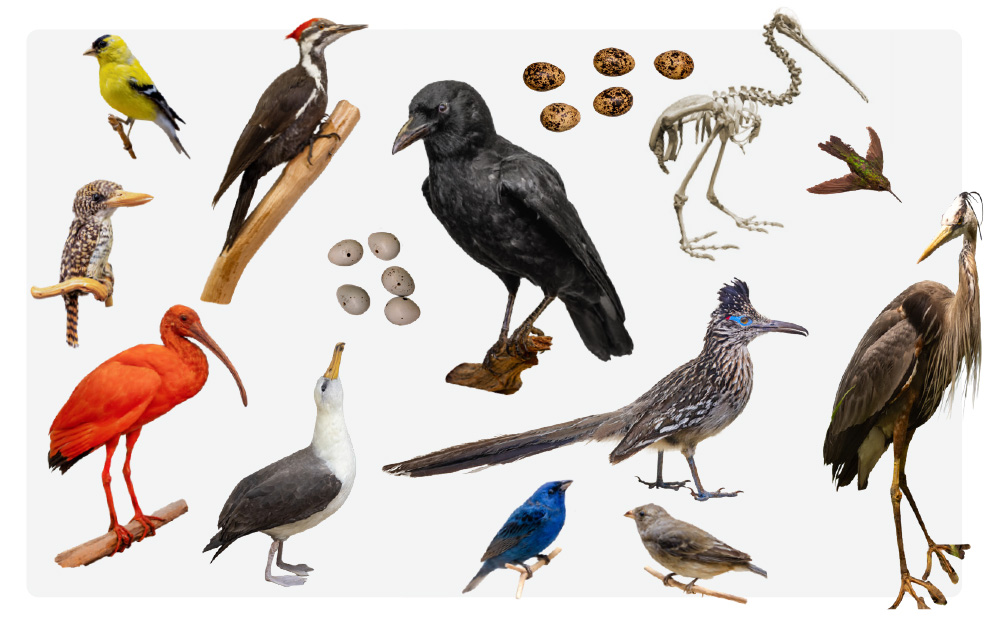 Birds at the Museum of Natural History