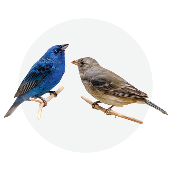Indigo buntings
