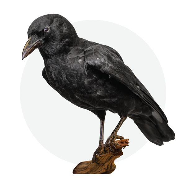 American crow