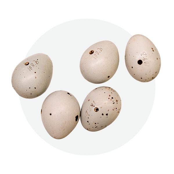 Spotted flycatcher eggs