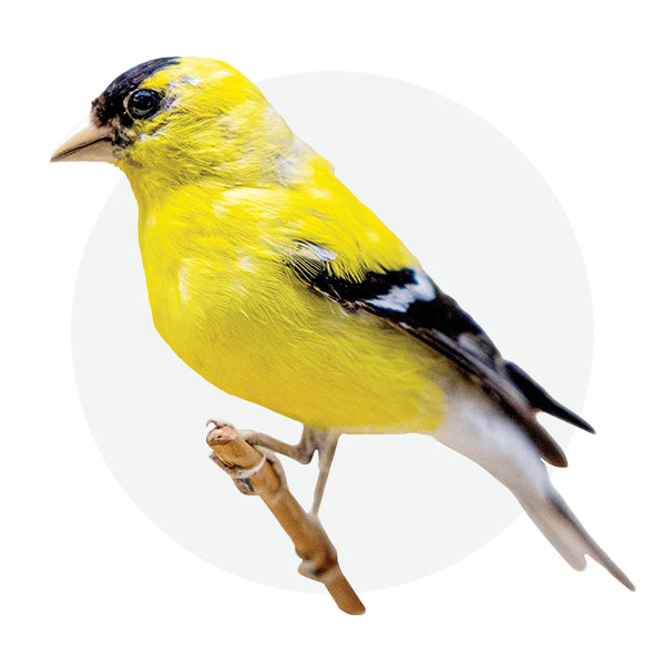 Goldfinch