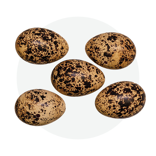 Red grouse eggs