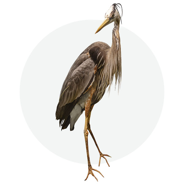 Great blue heron