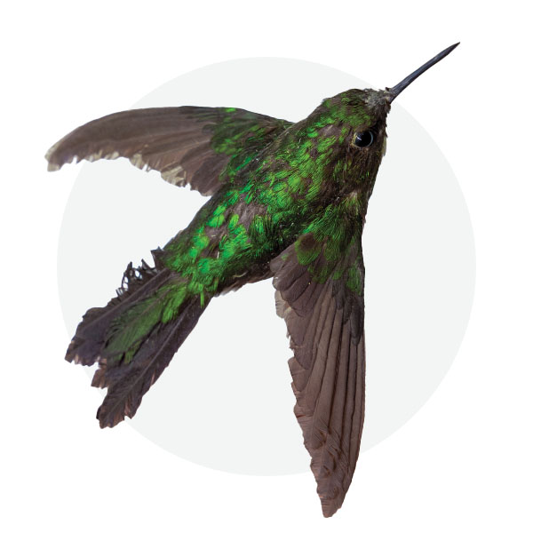 Tourmaline sunangel
