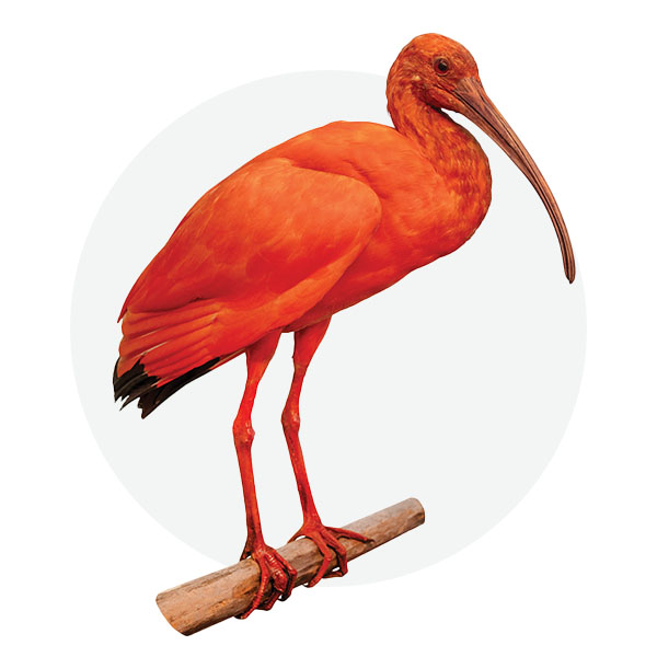 Scarlet ibis