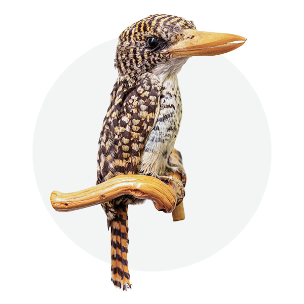 Banded kingfisher