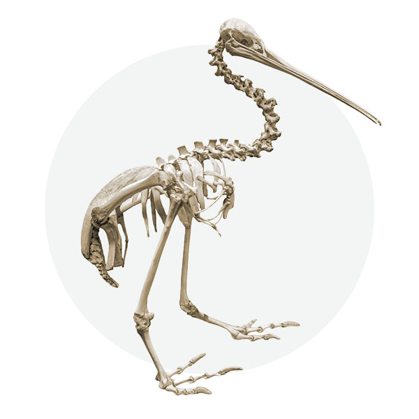 North Island brown kiwi skeleton
