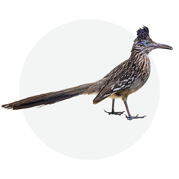 Greater roadrunner
