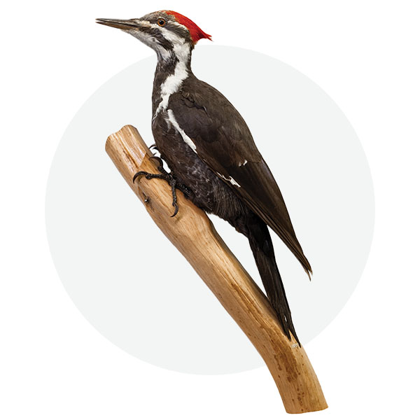 Pileated woodpecker