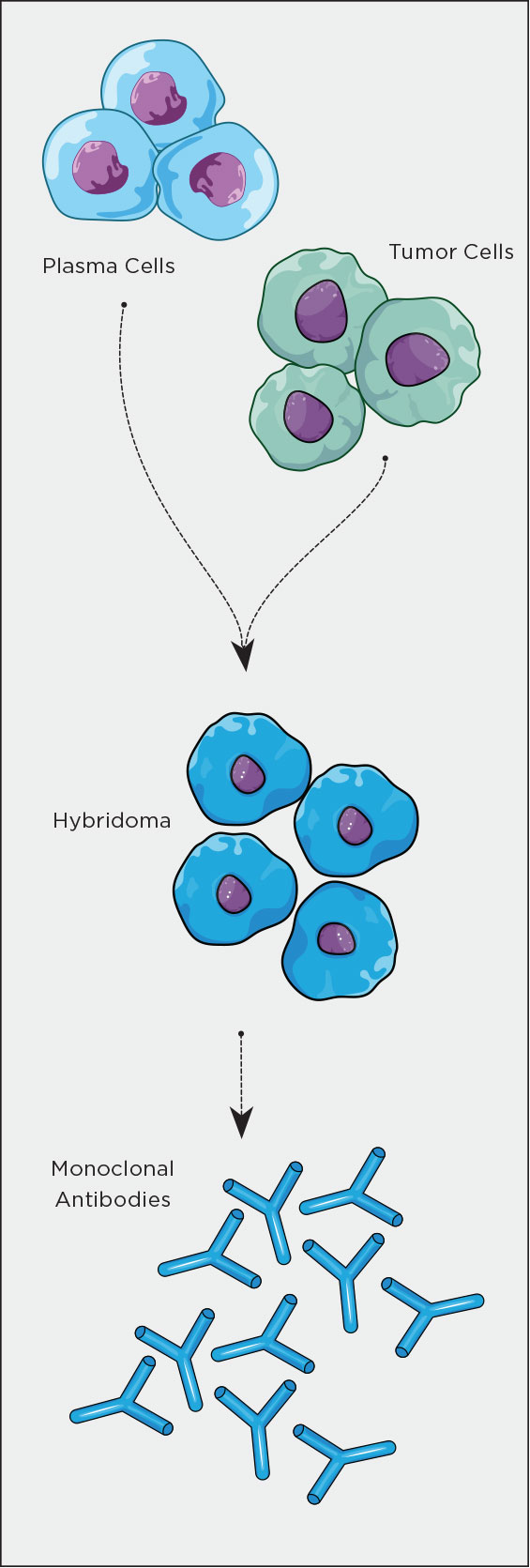 Hybridoma illustration