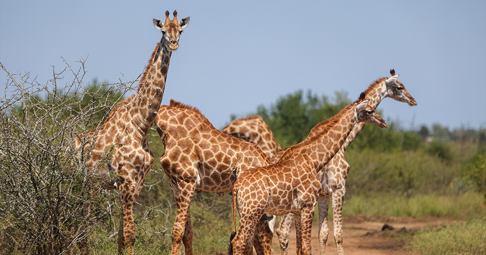 In their free time, UI College of Nursing students went on a safari at a wildlife preserve where they encountered giraffes and other animals.