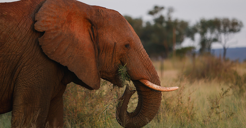 UI nursing students spotted this elephant while studying abroad in Eswatini, a country in southern Africa.