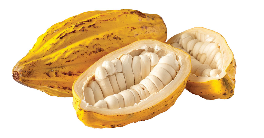Criollo image
