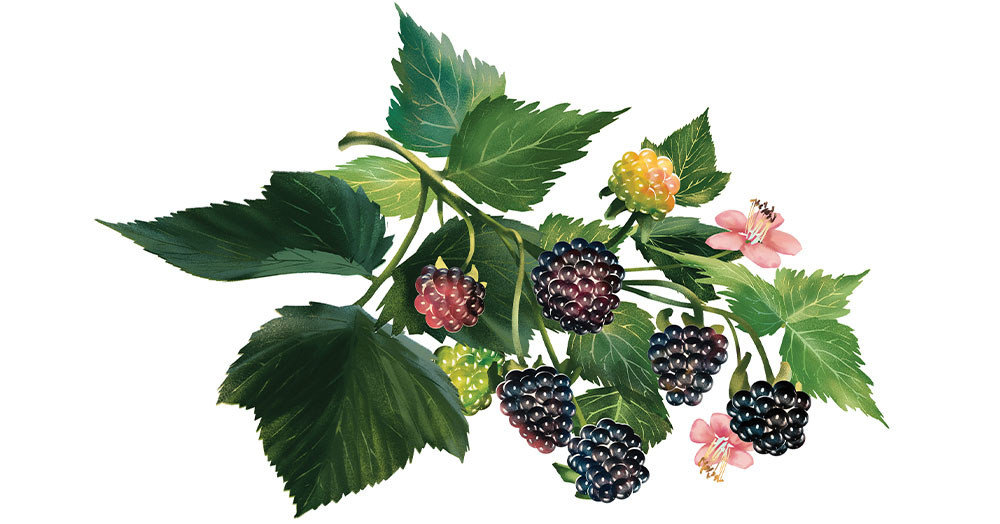 Blackberries