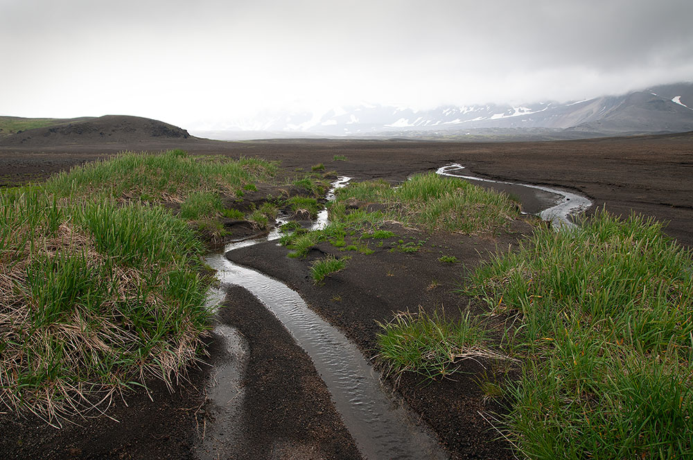 Braided stream and grasses