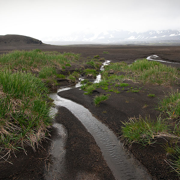 Braided stream and grasses