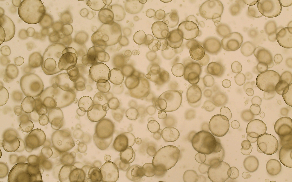 research-photos-winners