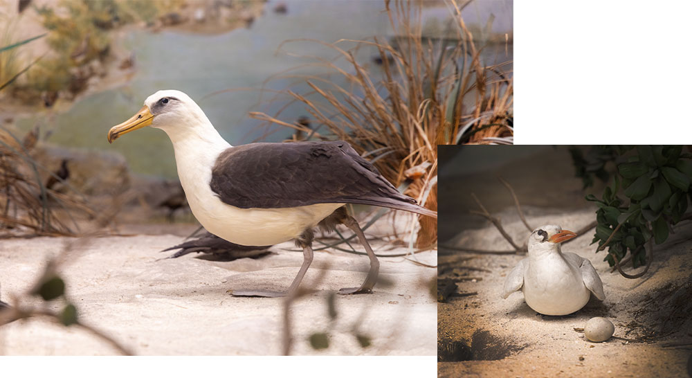 Couple images of birds in the cyclorama